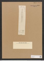 Hantzschia pernambucensis Grun. (de-Toni-Nr.: Genus 50, Species 2211) Zeichnungen Sammlung Grunow Nr. 4623 (NHMW-BOT-W0372672)
